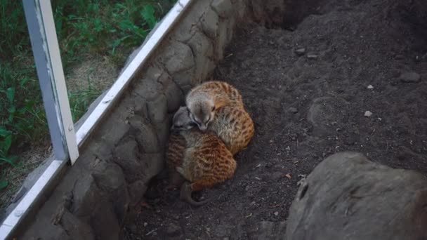 Groupe de suricates dormir dans une pile — Video