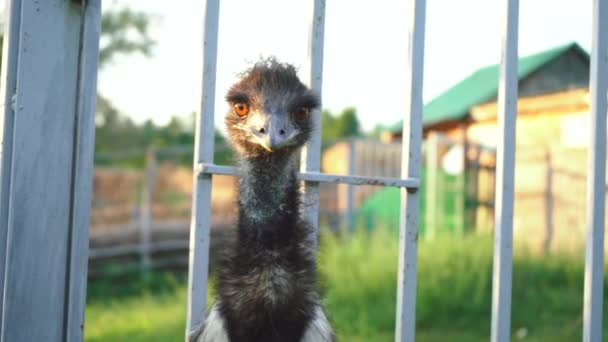 Grote vogel emu in een kooi — Stockvideo