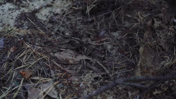 Anthill v lese. Ants on the anthill in the woods close up — Stock video