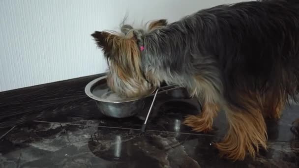 Yorkshire Terrier drinkt water uit een kom — Stockvideo