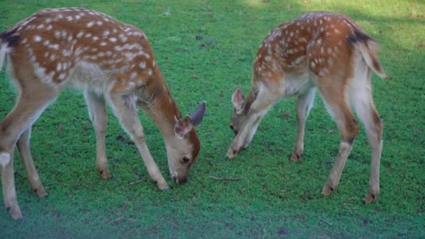 两只小鹿吃草 — 图库视频影像