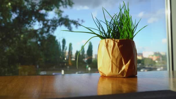 Pequeños soportes de flores artificiales en el alféizar de la ventana — Vídeos de Stock