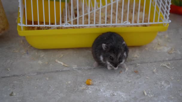 Pequeno hamster come grãos perto da gaiola — Vídeo de Stock