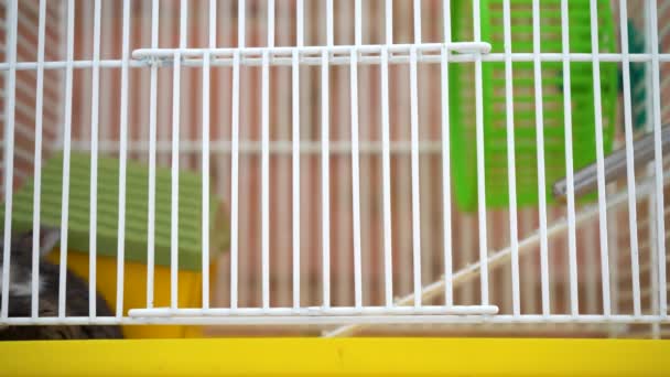 Piccolo criceto cerca di uscire dalla gabbia — Video Stock