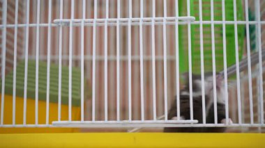 Küçük hamster kafesten çıkmaya çalışıyor.