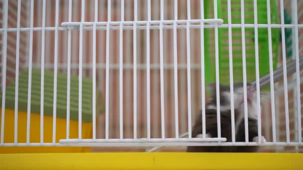 Pequeno hamster tenta sair da gaiola — Vídeo de Stock