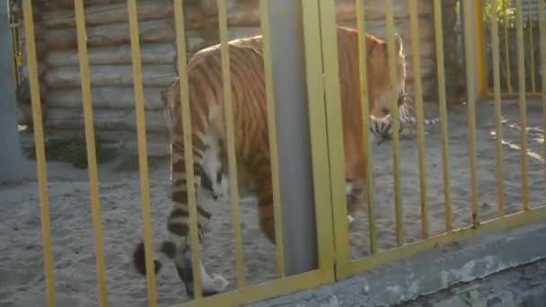 Close-up amur tijger loopt achter de kooi rooster — Stockvideo