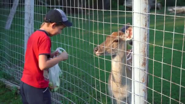 Bambino alimenta un cervo attraverso una gabbia Russia Mosca 10 settembre 2020 — Video Stock