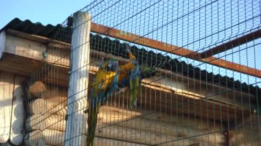 Bir kafeste iki sarı ve mavi papağan.