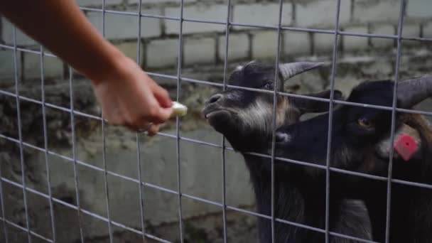 Человек кормит коз через клетку — стоковое видео