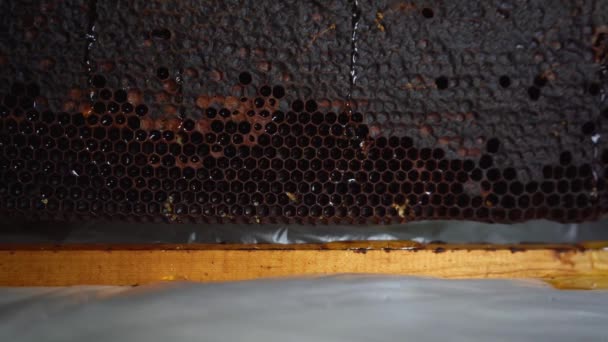 Wabe mit Honig aus nächster Nähe — Stockvideo