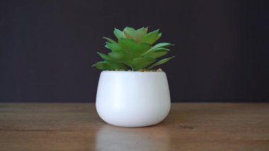 yeşil çiçek siyah bir arka planda saksıda duruyor.