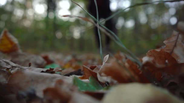Man loopt door de gevallen bladeren. herfsttijd — Stockvideo