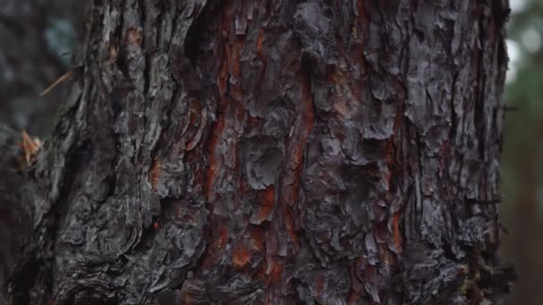 Tekstura kory na brązowym pniu drzewa, przybliżenie kory sosny — Wideo stockowe