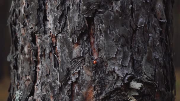 Un insecto trepa a un árbol. disparo de primer plano — Vídeos de Stock