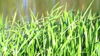 Rüzgarda sallanan yeşil çimenler