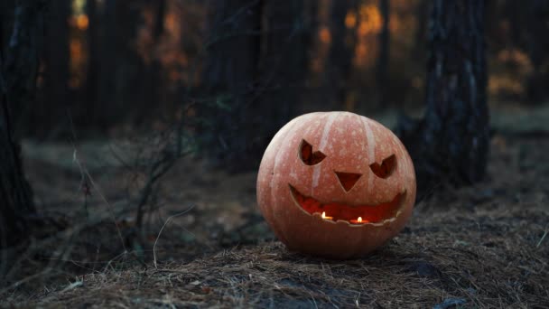 Halloween dýně v podzimním lese. — Stock video