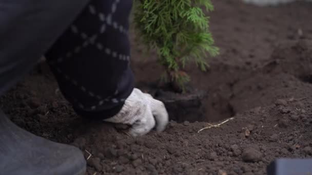 Homem planta uma árvore e a cobre com terra — Vídeo de Stock