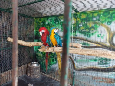 bir hayvanat bahçesi dal iki papağan