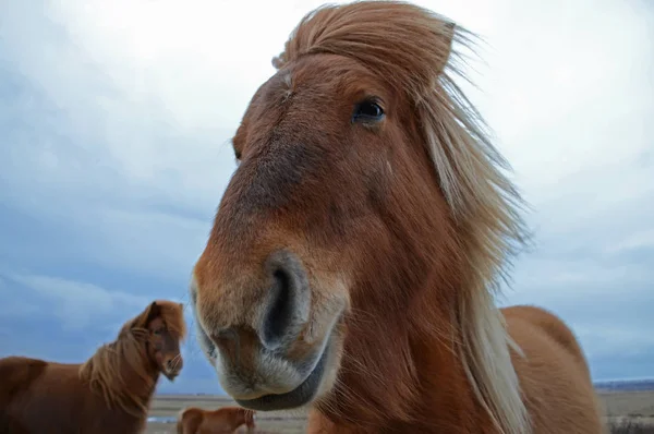 Tandetna Brązowa Głowa Islandzkiego Konia Ciemnoniebieskie Islandzkie Niebo Zabawny Szalony — Zdjęcie stockowe