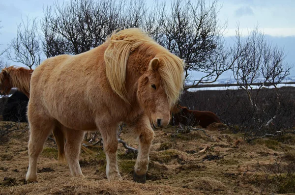 Porträt Eines Schönen Isländischen Pferdes Wunderschöne Tiere Winter Freien Ökotourismus — Stockfoto