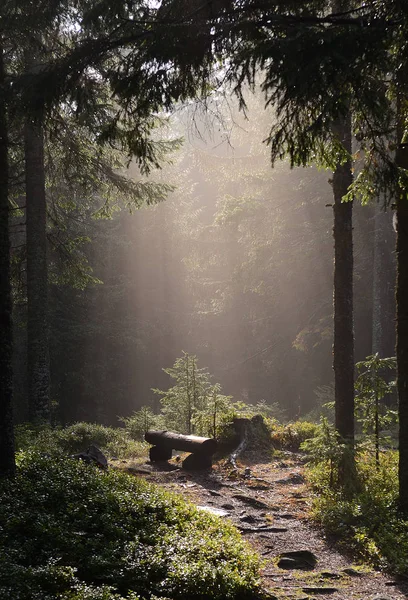 Ukrayna Sammer Karpaty Bulutlar Orman Sis — Stok fotoğraf