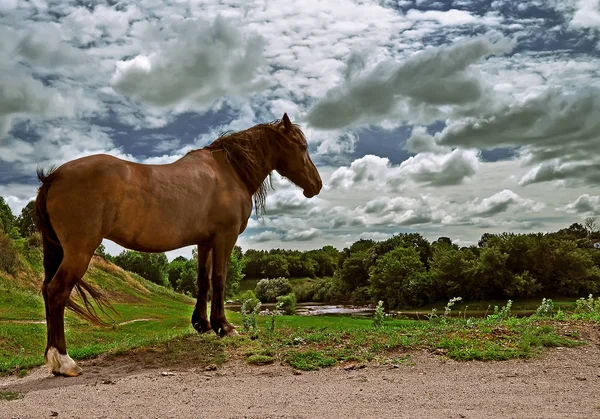 Cavallo bruno è in piedi sull'erba sulle rive del fiume in mezzo a una nube di cielo scuro — Foto Stock