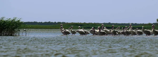 Birds in the Danube reserve. Cormorants and pelicans — Stock Photo, Image