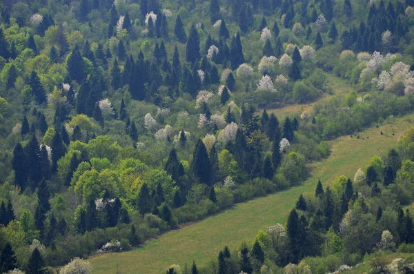Lente Karpatische landschap met witte bloei peren, helder groene struiken en donkere sparren op de heuvel — Stockfoto
