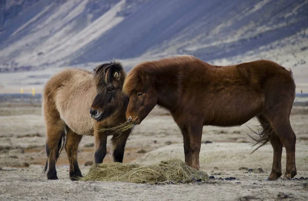 Αστεία βελούδινα ισλανδικά άλογα στη φάρμα στα βουνά της Ισλανδίας τρώει χόρτο — Φωτογραφία Αρχείου