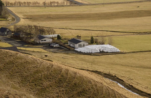 Agricultura tradicional na Islândia. fardos redondos brancos com grama deitada perto de uma fazenda em uma grama amarela seca na Islândia — Fotografia de Stock