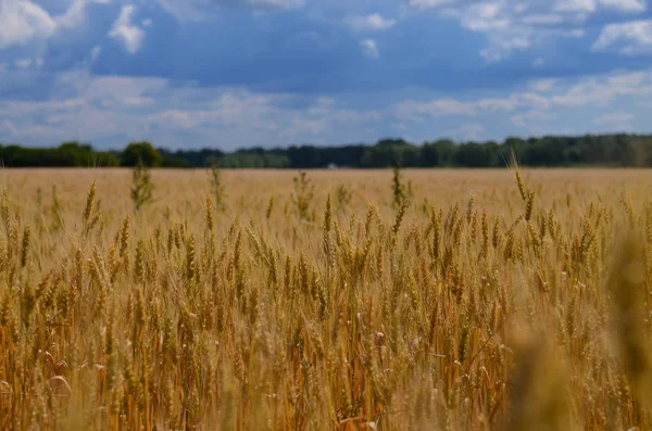 Paisagem Verão Ucraniana Com Campos Trigo Céu Azul Colher Ouro — Fotografia de Stock