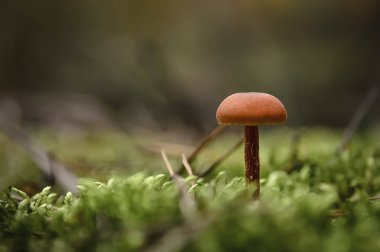 Turuncu tüylü bacaklı mantar yetişir Yeşil taze yosun yumuşak bir yastık üzerinde