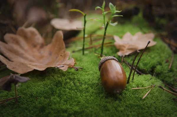 Brun Acorn Ligger Lös Grön Kudde Mossa Nära Brun Eklöv — Stockfoto