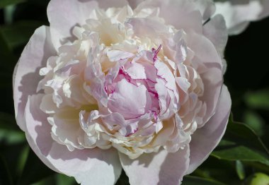 Güneşin arka planı yeşil Bush tarafından ahududu bir kenar ile beyaz-pembe şakayık çiçeği yaktı