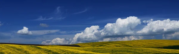 Traditional Ukrainian Yellow Blue Landscape Yellow Field Blue Sky Clouds — Stock Photo, Image