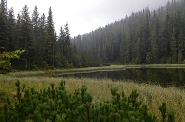 Bir dağ gölü. Kayın ormanı, Avrupa, Ukrayna, Karpatlar dağlar, fantastik sabah sisli sahne, hills, sis kaplı, kendinizi harika bir yer keşfetmek