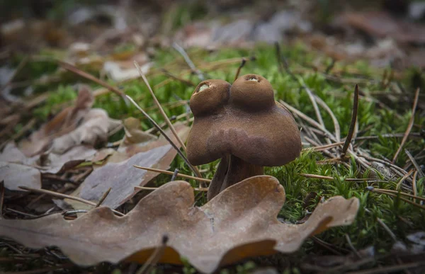 Svamp Mycket Lik Grodan Växer Grön Skogsmossa Nära Oak Leaf — Stockfoto