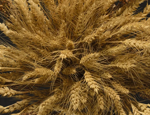 Orelhas de trigo, centeio, milheto pshenici montado em buquê — Fotografia de Stock