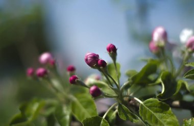 Elma ağacı tomurcukları bahçesinde Bahar yeşil yaprakları ile leylak çiçeği