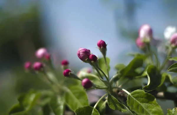 Flores de lila de manzanos con hojas verdes en primavera en el jardín — Foto de Stock