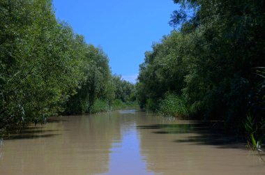 Tuna Nehri Ukrayna mavi gökyüzü altında her iki ile yeşil kamışı ile büyümüş ağız