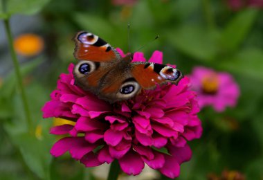 Bir kelebek ile güzel bir parlak renk renkli bir arka plan bir bahçe köyde pembe çiçek oturuyor