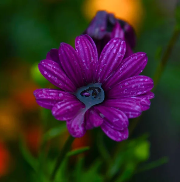 Luminoso Fiore Viola Con Acqua Nel Nucleo Gocce Pioggia Petali — Foto Stock