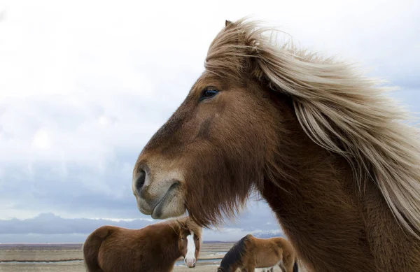 Κιτς Καφέ Μάλλινο Κεφάλι Ενός Ισλανδικού Αλόγου Του Σκούρου Μπλε — Φωτογραφία Αρχείου