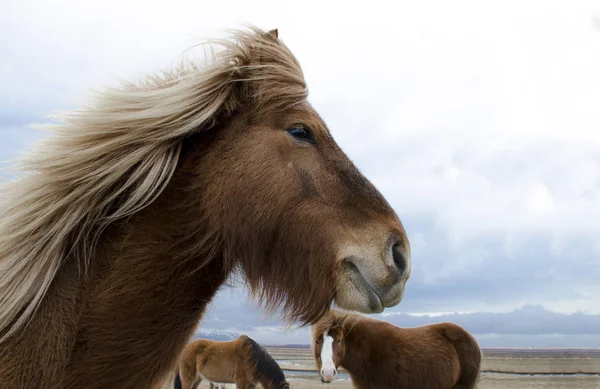 Rolig och galen islandshäst. Den mörkblå isländska himlen — Stockfoto