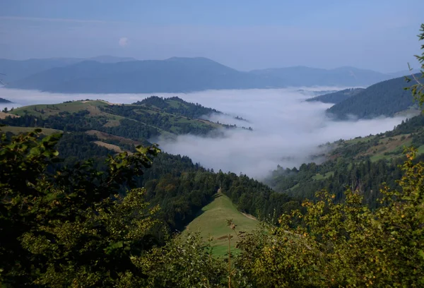Morning Fog Mountains Carpathians Background Mountain Peaks Covered Trees — Stock Photo, Image