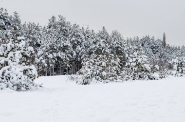 Kış çam ormanı karanlık karlı gökyüzü altında beyaz kar ile kaplı