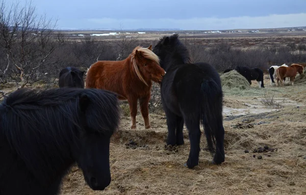 Retrato Belo Cavalos Islandeses Animais Lindos Inverno Livre Ecoturismo Beleza — Fotografia de Stock