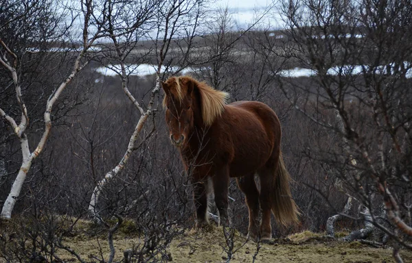 Portrait Beautiful Icelandic Horses Gorgeous Animals Winter Outdoors Eco Tourism — Stock Photo, Image